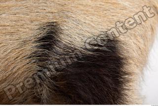 Pig fur photo reference 0003